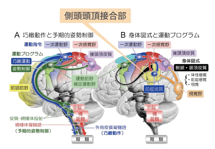 言語